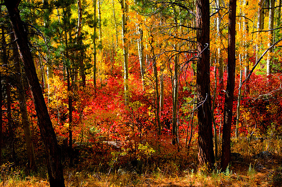 Tioga Rd Color